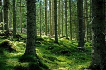 WWF va sesiza Comisia Europeană cu privire la pericolul ce planează asupra pădurilor ”protejate” ale României