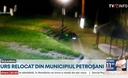 Un urs i-a făcut pe jandarmii din Petroșani să închidă zona de agrement Brădet, după ce acesta se ”abonase” la tomberoanele din zonă