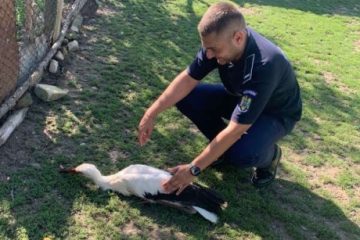 Iaşi: O barză rănită a fost salvată cu ajutorul poliţiştilor de la Biroul pentru Protecţia Animalelor