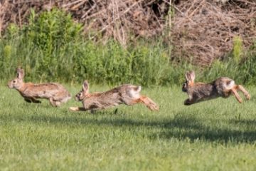 De la 24 la 200 de milioane. Cum au ”cucerit” Australia iepurii europeni, devenind „cea mai devastatoare invazie biologică”