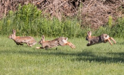De la 24 la 200 de milioane. Cum au ”cucerit” Australia iepurii europeni, devenind „cea mai devastatoare invazie biologică”
