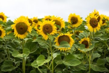 Persoane necunoscute au recoltat floarea-soarelui de pe un teren din Băneasa. Se fac cercetări pentru furt