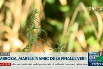 Ambrozia, marele inamic de la sfârșitul verii