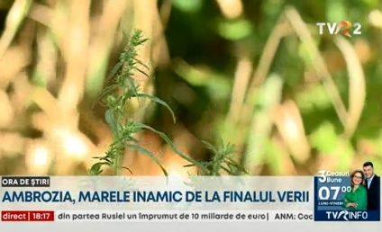 Ambrozia, marele inamic de la sfârșitul verii