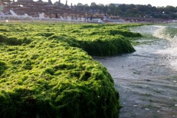 Plajele de pe litoralul românesc al Mării Negre au fost invadate de alge
