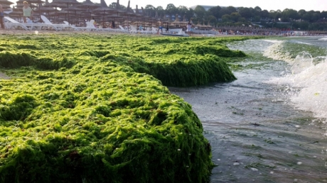 plajele-de-pe-litoralul-romanesc-al-marii-negre-au-fost-invadate-de-alge