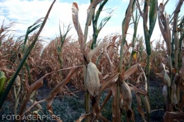 Suprafața agricolă afectată de secetă a depășit 460 de mii de hectare. Ministrul Agriculturii: „Din capul locului vă pot spune că vom avea floarea-soarelui necesară pentru a prelucra şi a obţine uleiul pentru consumul intern”