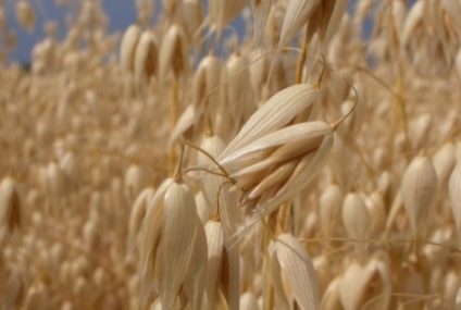 Culturile agricole din 37 de județe sunt afectate de secetă, anunță Ministerul Agriculturii