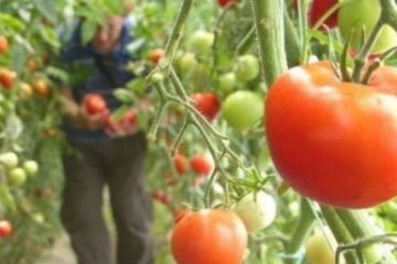 Ministerul Agriculturii şi Dezvoltării Rurale: Programului „Tomata” a fost suplimentat cu aproape 40,3 milioane de lei