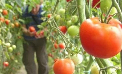 Ministerul Agriculturii şi Dezvoltării Rurale: Programului „Tomata” a fost suplimentat cu aproape 40,3 milioane de lei