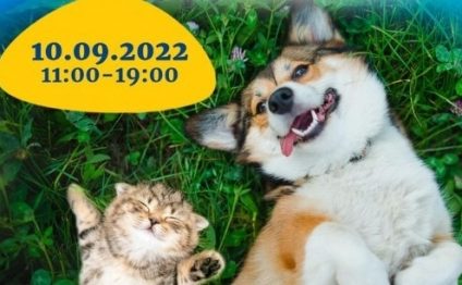 40 de câini și 20 de pisici își caută stăpân la Târgul de adopții din parcul bucureștean Herăstrău