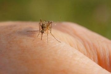 Cei doi pacienţi infectaţi cu virusul West Nile şi internaţi în Spitalul Judeţean de Urgenţă Brăila au decedat. 37 de cazuri confirmate în România, până în prezent