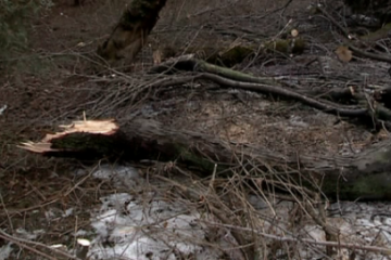 ISU Bucureşti-Ilfov: Peste 73 de intervenţii în cazuri de copaci căzuţi şi elemente de construcţii desprinse de vânt. 32 de maşini au fost avariate