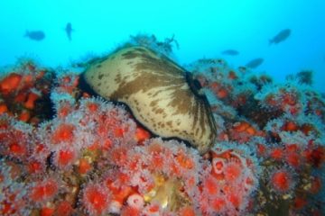 Tehnici de replantare a coralilor, testate în Galapagos, pentru restaurarea ecosistemelor fragile