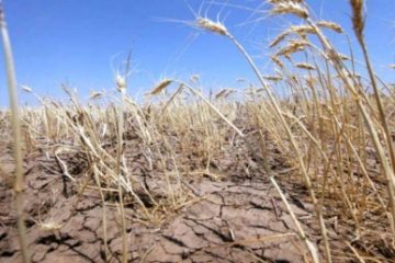 Suprafaţa agricolă afectată de secetă se apropie de 700.000 de hectare