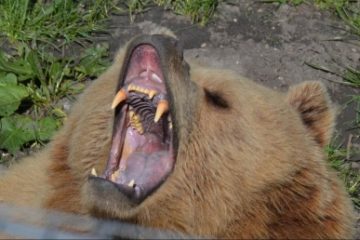 Ministrul Mediului anunţă un proiect de ordin privind eliminarea imediată a urşilor care atacă omul
