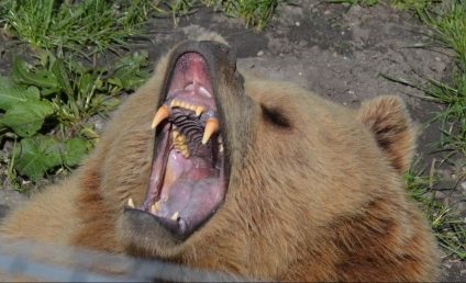 Ministrul Mediului anunţă un proiect de ordin privind eliminarea imediată a urşilor care atacă omul