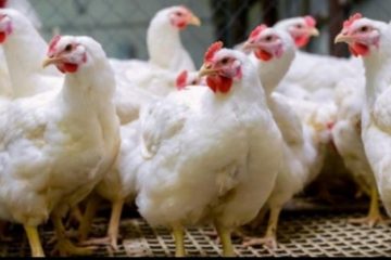 Cea mai gravă criză de gripă aviară din Europa sporeşte riscurile în următorul sezon