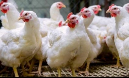 Cea mai gravă criză de gripă aviară din Europa sporeşte riscurile în următorul sezon