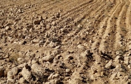 Aproape 800 de mii de hectare sunt afectate de secetă, în 37 de județe
