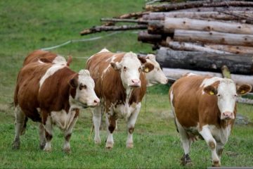 Noua Zeelandă vrea să taxeze flatulenţele vacilor