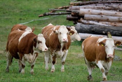 Noua Zeelandă vrea să taxeze flatulenţele vacilor