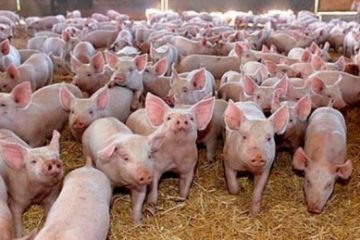 Pestă porcină depistată la o fermă de porci din Parţa, Timiș. 39.000 de animale vor fi incinerate. Ioan Ladoşi: Cel care va suferi cel mai mult este consumatorul român