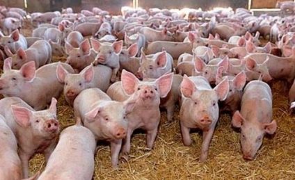 Pestă porcină depistată la o fermă de porci din Parţa, Timiș. 39.000 de animale vor fi incinerate. Ioan Ladoşi: Cel care va suferi cel mai mult este consumatorul român