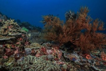 Studiu | Jumătate dintre coralii lumii vor fi afectaţi de condiţii de mediu nefavorabile până în 2035