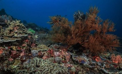Studiu | Jumătate dintre coralii lumii vor fi afectaţi de condiţii de mediu nefavorabile până în 2035
