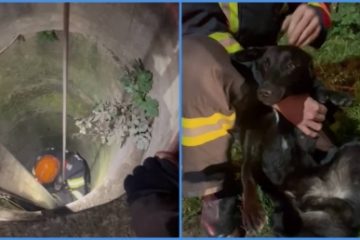 VIDEO Câine căzut într-un puţ de peste 10 metri, salvat de alpiniştii de la ISU Brașov