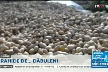 Cercetătorii agricoli din Dăbuleni au aclimatizat în Oltenia patru soiuri de arahide