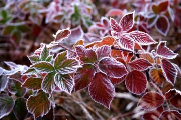 Cea mai scăzută temperatură din această toamnă: minus 6,3 grade la Miercurea Ciuc