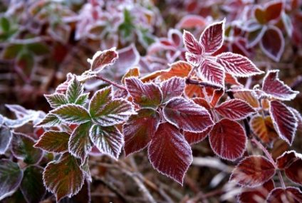 Cea mai scăzută temperatură din această toamnă: minus 6,3 grade la Miercurea Ciuc