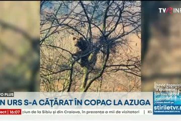 Un urs s-a căţărat într-un copac în Azuga. Autorităţile au emis mesaj Ro-Alert