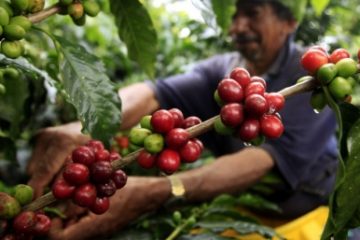 UE interzice importul de produse precum cafeaua sau soia, atunci când acestea provin de pe terenuri defrişate