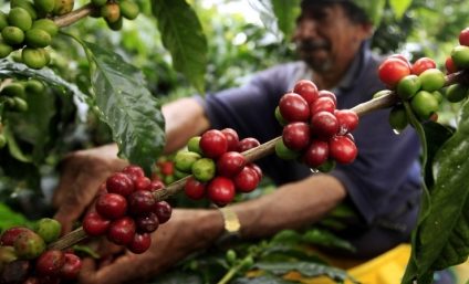 UE interzice importul de produse precum cafeaua sau soia, atunci când acestea provin de pe terenuri defrişate