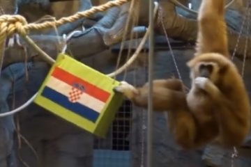 CM 2022: Un gibon de la Grădina Zoologică din Zagreb a prezis victoria Croaţiei în faţa Argentinei