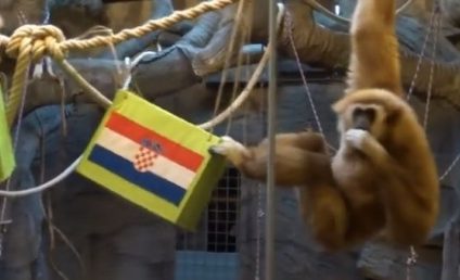 CM 2022: Un gibon de la Grădina Zoologică din Zagreb a prezis victoria Croaţiei în faţa Argentinei
