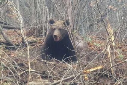 Jandarmii bistrițeni au salvat un urs prins într-un laț de sârmă. Imagini cu impact emoțional!