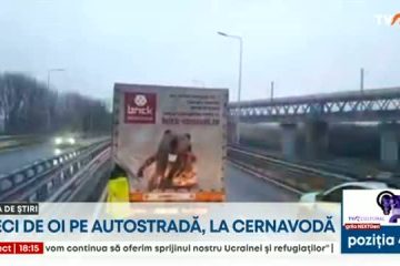 Zeci de oi însoțite de ciobani au mers pe Autostrada Soarelui, pe podul de la Cernavodă, printre mașini