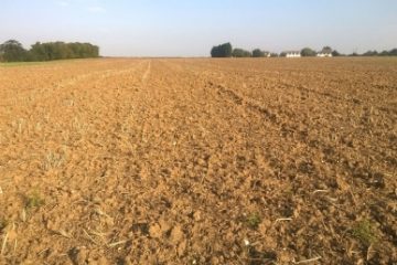 Agrometeo: Deficite de apă în sol în cultura grâului de toamnă în zone din Dobrogea, Moldova, Muntenia şi Transilvania