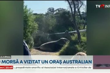 O morsă uriaşă şi-a făcut apariţia într-un oraş din sudul Australiei