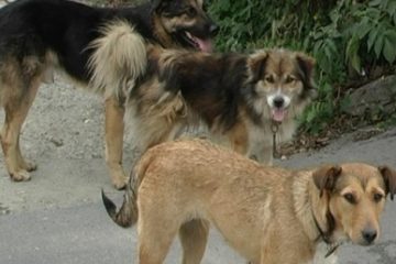 Primăria Sectorului 6 reacționează în scandalul câinilor care au omorât o femeie: Prinzătorii ASPA răspund la notificările polițiștilor locali foarte târziu. De la una la trei zile, din momentul sesizării