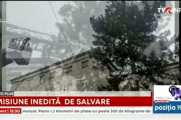 O pisică a fost salvată de pompierii din Adjud. Animalul nu mai putea să coboare dintr-un copac