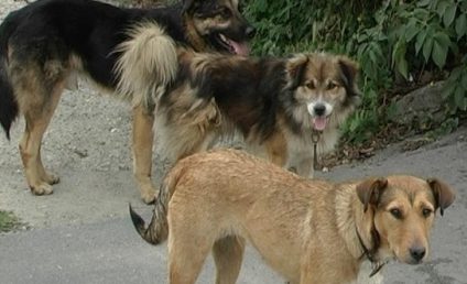 Tragedia de la Lacul Morii. Poliţia Locală Sector 6 susține că ASPA avea doi ani să organizeze recensământul câinilor fără stăpân, care trebuia să fie gata în 2022, potrivit unei hotărâri a Consiliului General
