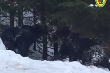 Imagini rare și spectaculoase cu o confruntare puternică între doi urși, într-o pădure din Suceava