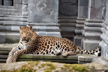 India: Un leopard a pătruns în incinta unui tribunal şi a rănit şase persoane