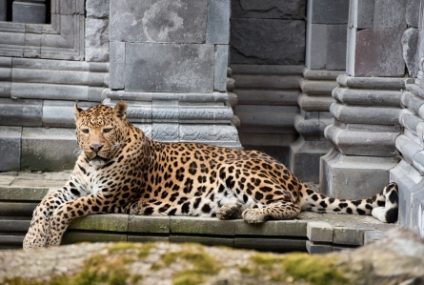 India: Un leopard a pătruns în incinta unui tribunal şi a rănit şase persoane