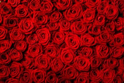 De ce este romantic trandafirul? Cum a salvat o poetă medievală reputația acestei flori